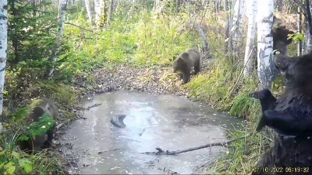 ?Медведица с медвежатами, играют МЕДВЕДИ #медведица #МЕДВЕДИ #природа смотреть онлайн