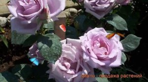 Роза чайно-гибридная Блю Мун (rose blue moon) ? роза Блю Мун обзор: как сажать саженцы розы Блю Мун