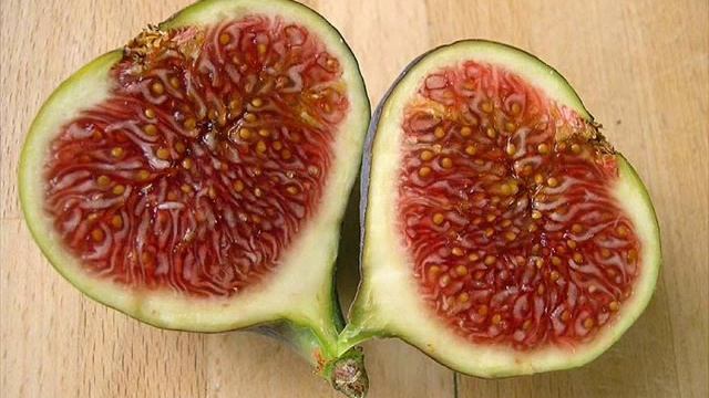 All Things Considered IV: Ficus Carica смотреть онлайн