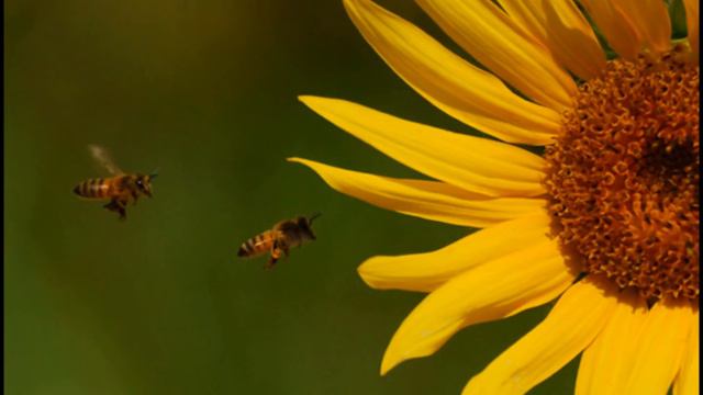 Mozart / Piano Concerto No. 13 in C major, K. 415 (Anda) смотреть онлайн