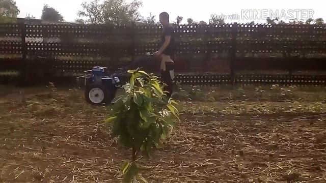 Посадка горчицы с прикатыванием почвы. смотреть онлайн
