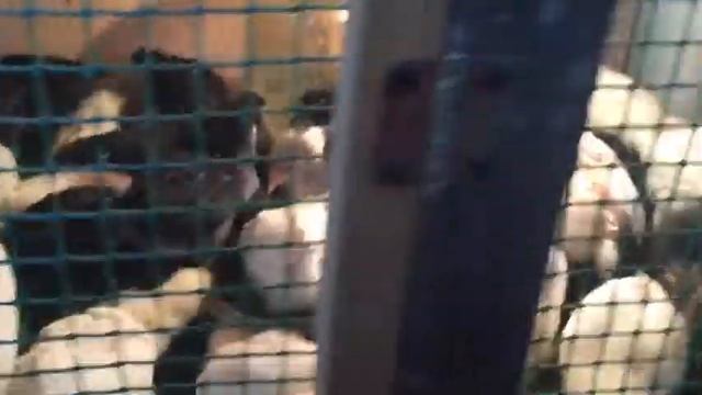 Кормление цыплят, гусят и утят. смотреть онлайн