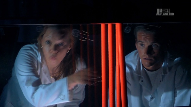 Нашес смотреть онлайн