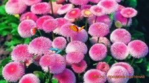 Маргаритка обыкновенная Пинк ? маргаритка Пинк обзор: как сажать семена маргаритки Пинк