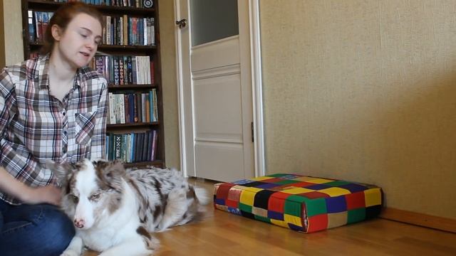 Как научить собаку ставить задние лапы на стенку? смотреть онлайн