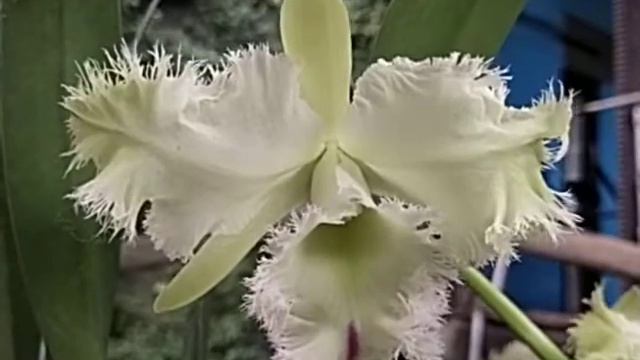 Rhyncholaeliocattleya Golf Green смотреть онлайн