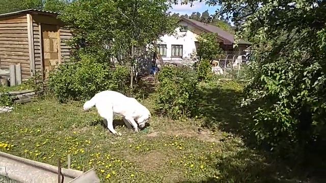 Алабай, девочка 1 год и 7 мес. Разгрузочный день, прячем мясо в саду.