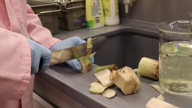 Tutorial #Banana Micropropagation (in vitro/Tissue culture/Cultivo de tejidos) смотреть онлайн