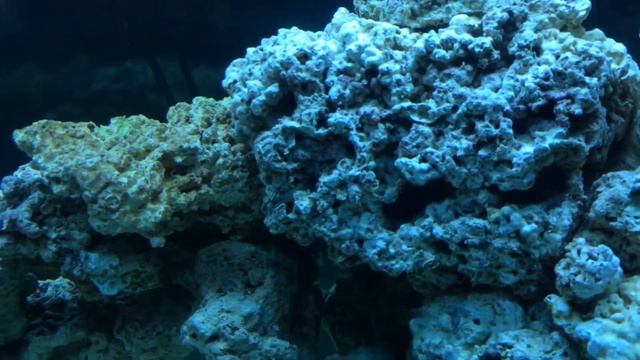 110 Gallon Reef Tank Update w/ DrTim's OneandOnly смотреть онлайн