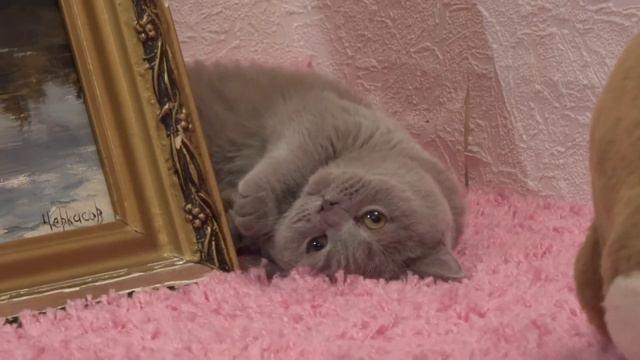 Щенок чихуахуа играет с британским котенком - продажа смотреть онлайн