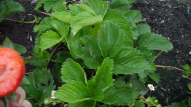 Клубника. Сорт Финелла. смотреть онлайн