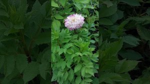 ? Георгин Hapet blue Eyes 2023 . Декоративные георгины ?