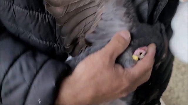 Элиста, 2 часть, Николаевские голуби в гостях у Алексея. смотреть онлайн