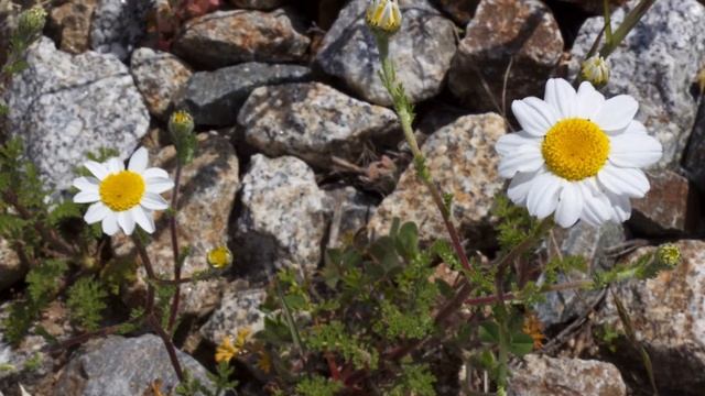 Bellis perennis - Common Daisy смотреть онлайн
