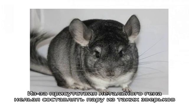 Окрасы шиншилл смотреть онлайн
