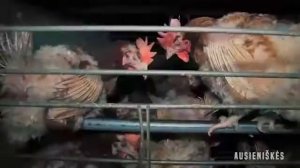 В каких условиях живут куры на птицефабрике в Литве
