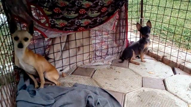 VID 20170923 WA0037 смотреть онлайн