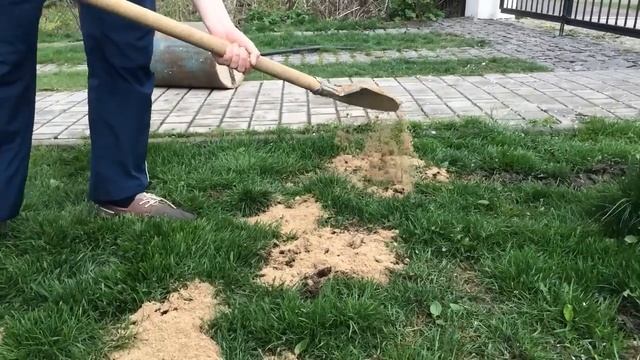 Как правильно посеять (восстановить) газон (траву) после зимы