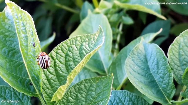 Leptinotarsa decemlineata смотреть онлайн