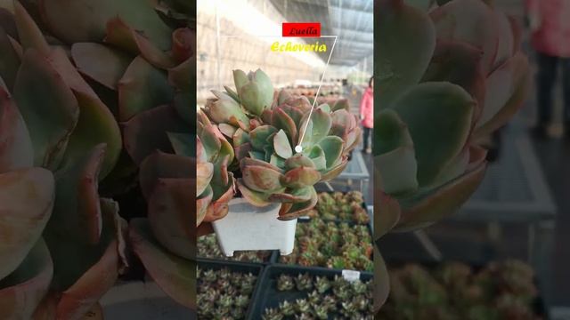 Echeveria - Luella смотреть онлайн