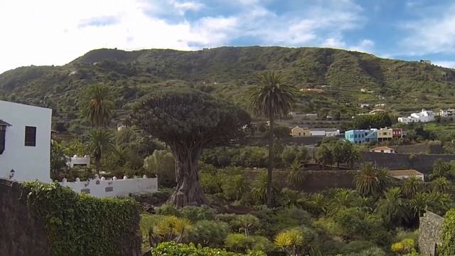 Драконово дерево на острове Тенерифе: видео и краткое описание смотреть онлайн