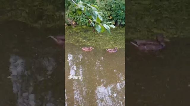 Утки на речке