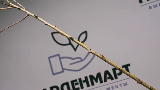 Персик Кросби