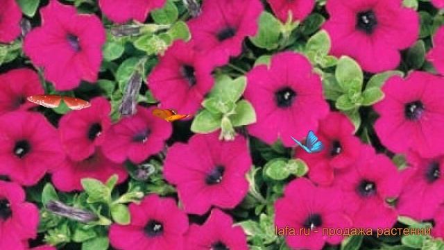 Петуния ампельная Парпл Классик (parpl klassik) ? обзор: как сажать, семена петунии Парпл Классик смотреть онлайн