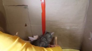 СТРОИМ ГИГАНТСКИЙ ДОМ ИЗ КАРТОНА ДЛЯ КОТОВ И СОБАКИ