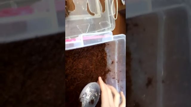 Как поживает моя ? улитка ахатина ?Что делать когда кладка?