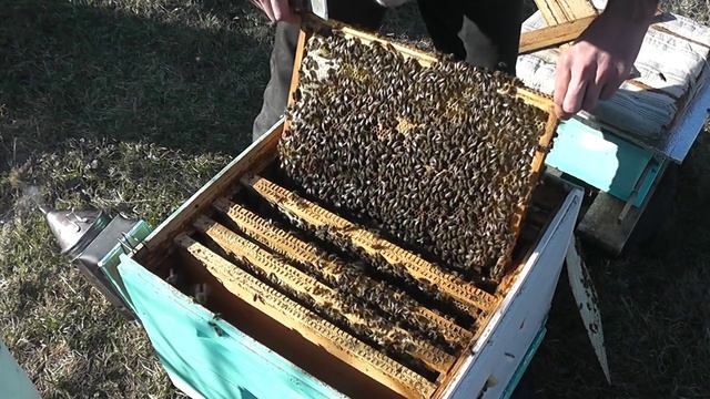 объединяю семьи весной с сохранением маток смотреть онлайн