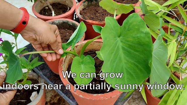 Growing Taro Arbi, How, When & Why, कैसे उगाती हूं बढ़िया अरबी और क्यों !!! Varsha Aundhia смотреть онлайн
