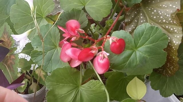 Комнатные цветы в марте| Обзор восточного подоконника смотреть онлайн