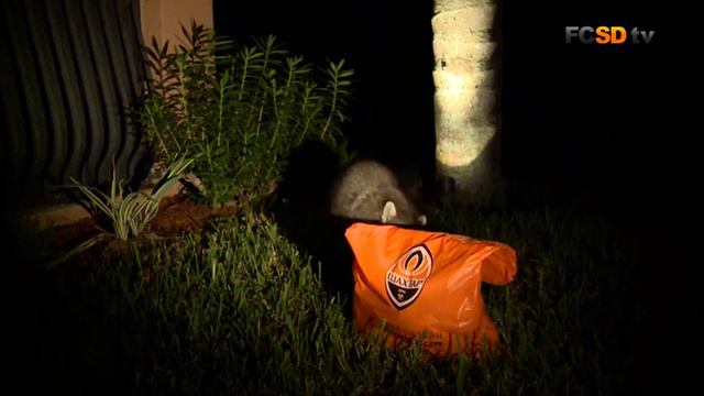 Raccoon stealing a package "Shakhtar". 16.01.18 Енот ворует пакет "Шахтер" смотреть онлайн