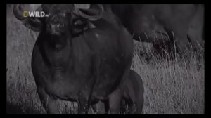 ЛЬВЫ   суперхищники дикой природы