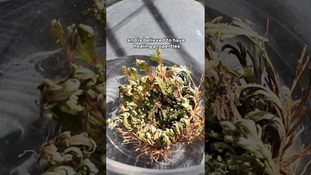 A plant that comes back to life? #plantcare #plantlovers смотреть онлайн