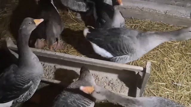 Начал сбор инкубационное гусиное яйцо, размышление про подкормку хлебом до птицы смотреть онлайн