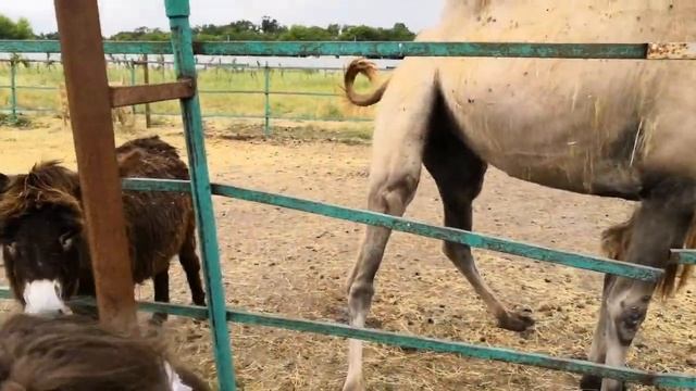 Кормим страусов, ферма в Анапе Яйцо за 1500р! смотреть онлайн