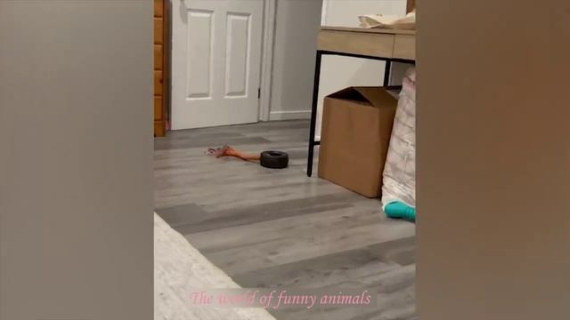 ?РЖАЧНЫЕ КОТЫ И ДРУГИЕ ЖИВОТНЫЕ 2022?СМЕШНЫЕ ВИДЕО С КОТАМИ, ПОПРОБУЙ НЕ ЗАСМЕЯТЬСЯТЕСТ НА ПСИХИКУ⭐ смотреть онлайн