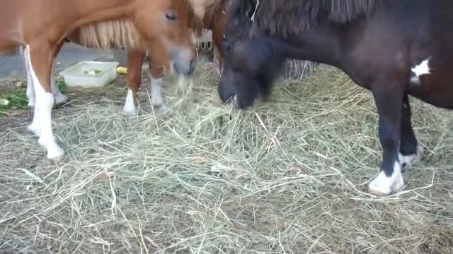 Мини хорса смотреть онлайн