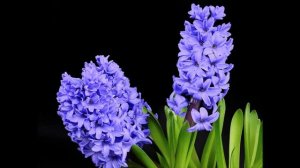 Что делать с гиацинтом в горшке, когда он отцвёл?