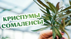 Адениум Криспум и Адениум Сомаленс - Что Это?