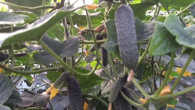 лютояр, сарацин смотреть онлайн