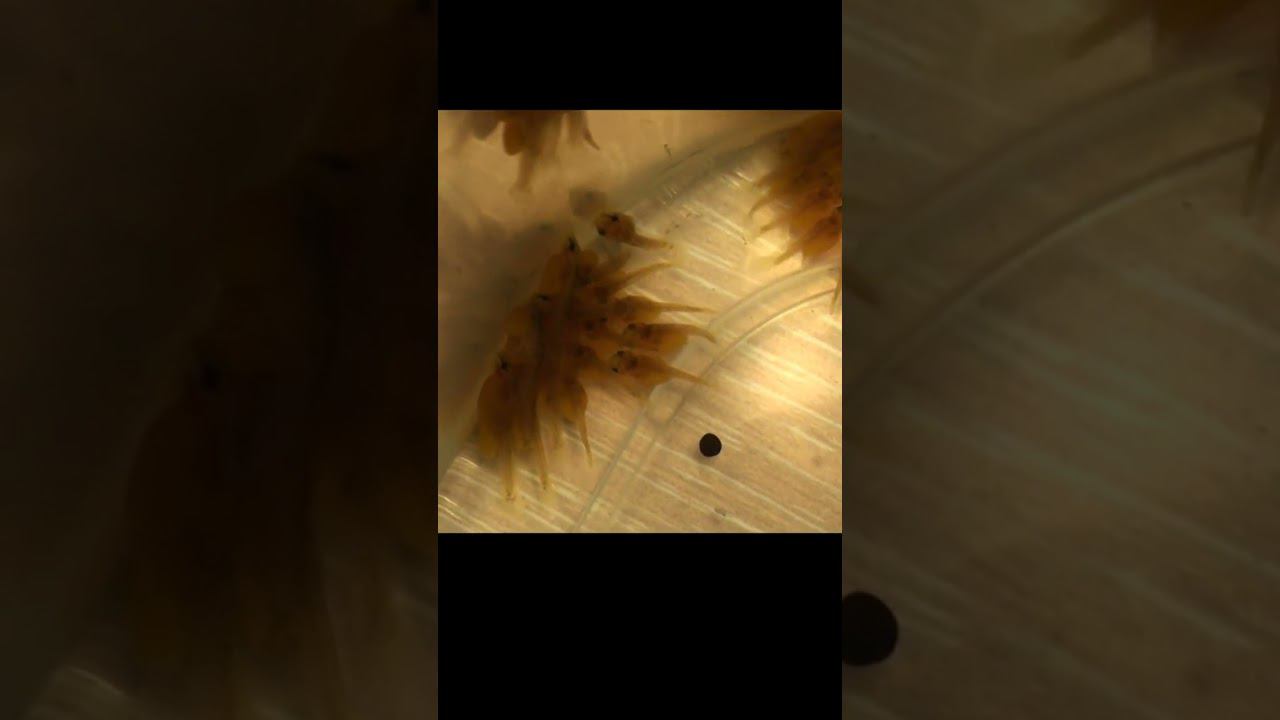 Это что за желтобрюхи?