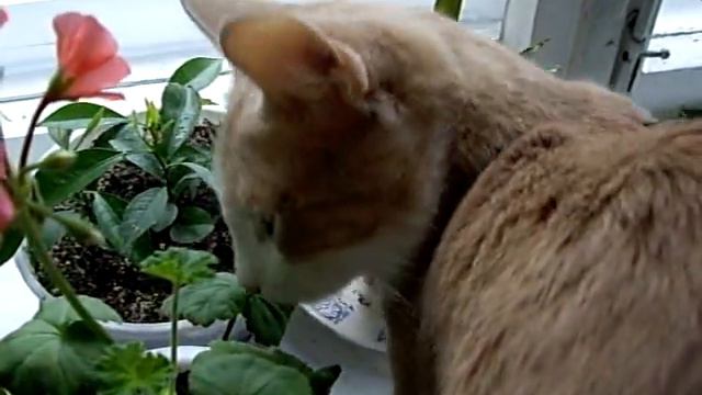 My cat Persy with a flower (geranium) смотреть онлайн