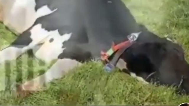 18 января 2024 г. смотреть онлайн