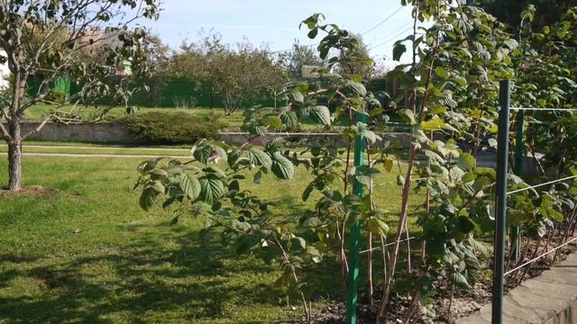 Обрезка малины осенью | 3 необходимые подкормки малине | Уход и подвязка малины |Как посадить малин смотреть онлайн