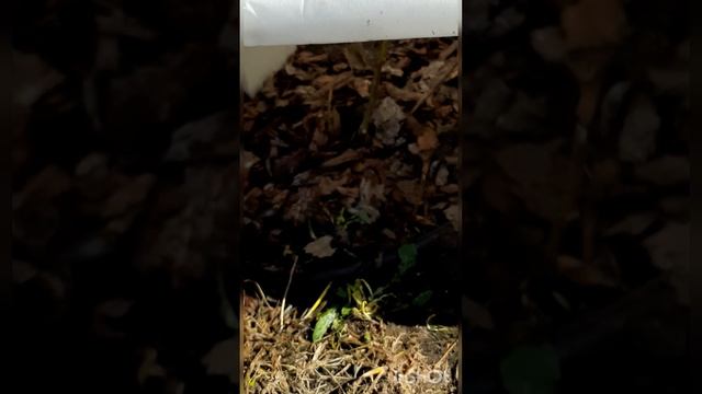 Сад-Огород в Сибири