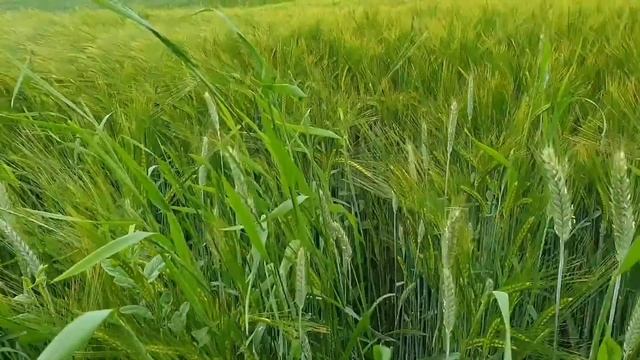 Как научиться прощать себя и других смотреть онлайн