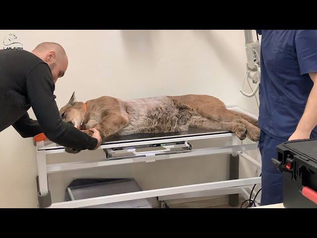 Месси снова на приёме у врача.